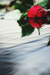 Close-up of rose bud in water