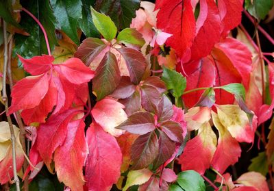 Full frame shot of leaves