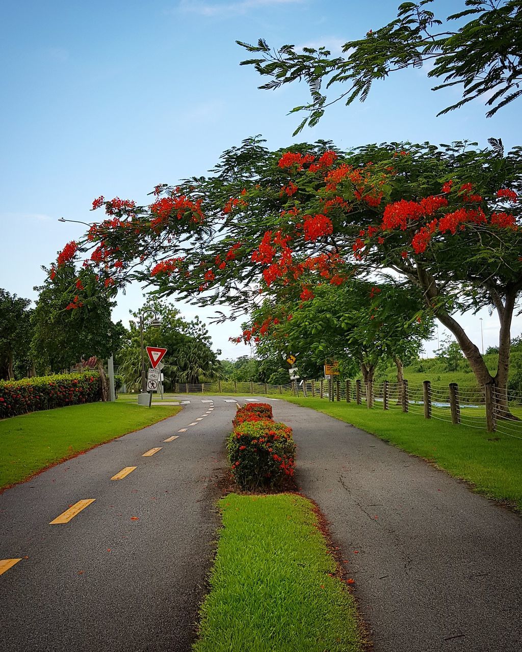 plant, tree, the way forward, road, direction, growth, nature, beauty in nature, sky, transportation, day, diminishing perspective, green color, no people, grass, red, footpath, outdoors, sign, flowering plant, change, treelined