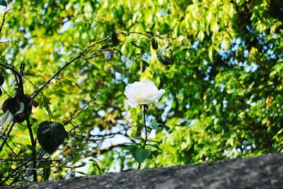 Close-up of flower growing on tree