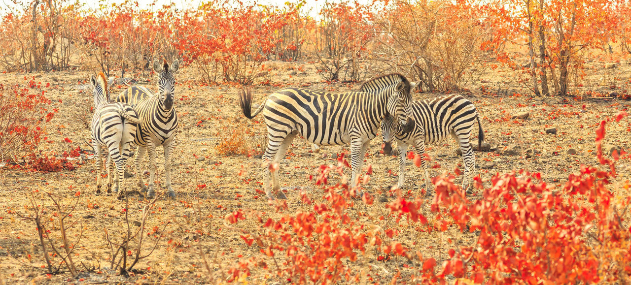 VIEW OF ZEBRAS IN FOREST