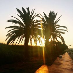 Palm trees on field against clear sky