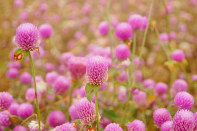 Close-up of pink flowering plants on field