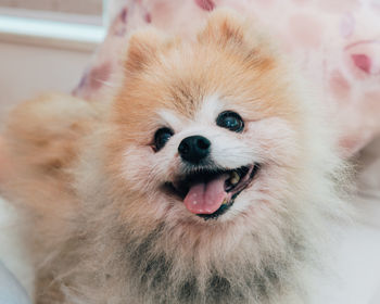 Close-up portrait of a dog