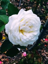 Close-up of white rose