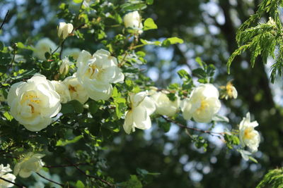 Close-up of white flowering plant