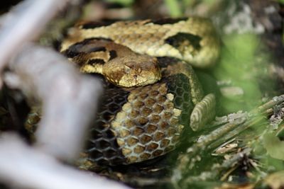 Close-up of snake