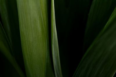 Close-up of leaves