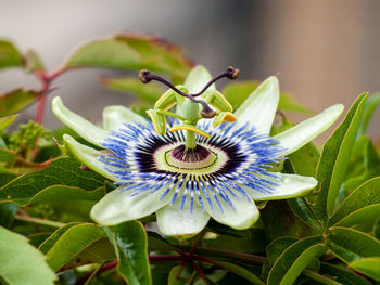 Close-up of purple flower