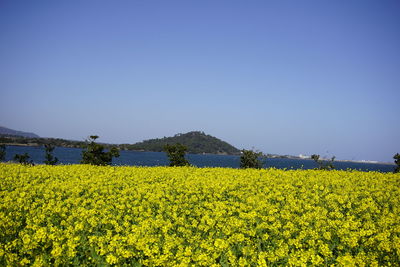 rapeseed