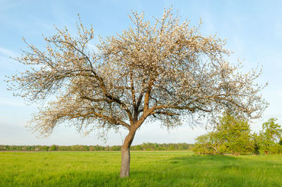 Tree on field against sky