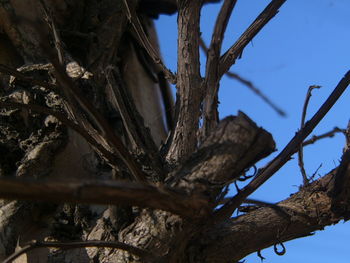 Low angle view of tree against clear sky