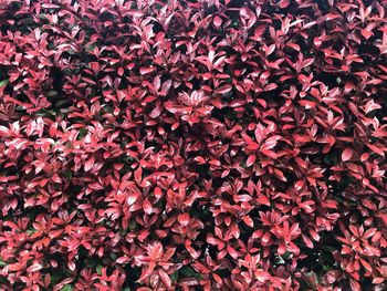 Full frame shot of red flowering plants