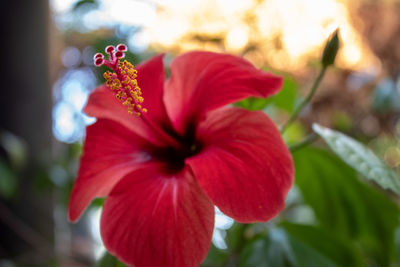 Close-up of red hibiscus flower