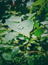 Close-up of wet plant