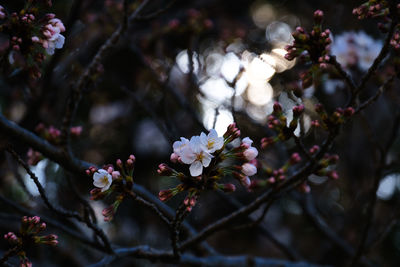 Close-up of cherry blossoms in spring