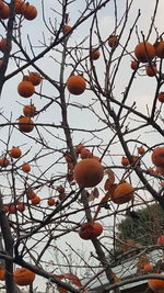 Low angle view of fruits on tree against sky