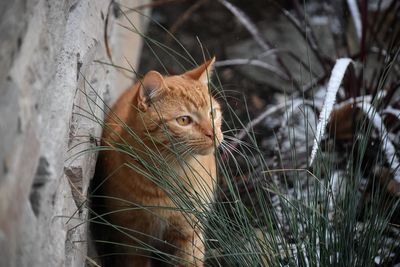 Close-up of tabby cat on grassy field