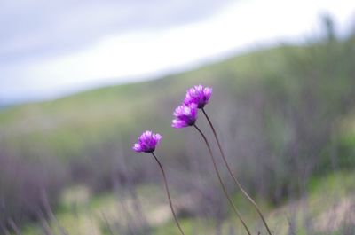 Close-up of purple crocus blooming in field