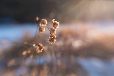 Close-up of wilted plant during winter