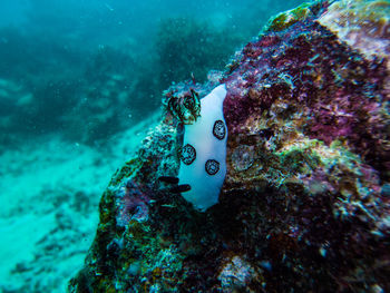  jorunna funebris - black and white nudibranch 