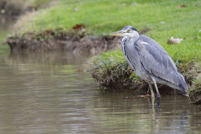 Heron in autumn