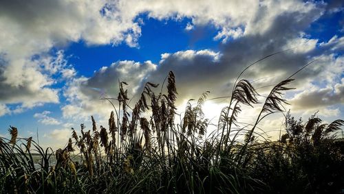 Low angle view of stalks against sky