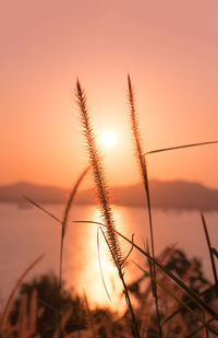 Close-up of silhouette plants against orange sky