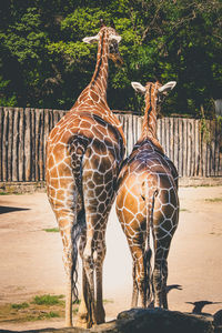 Rear view of two giraffes