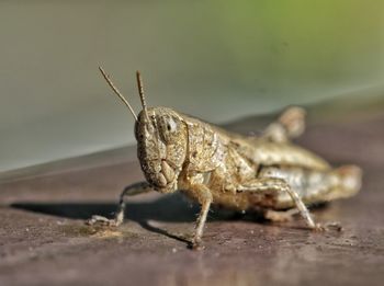 Cricket face detailed close-up, animal insect 