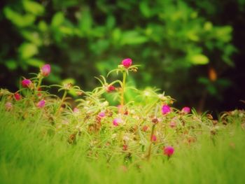 Close-up of pink flowers