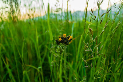 Close-up of insect pollinating flower