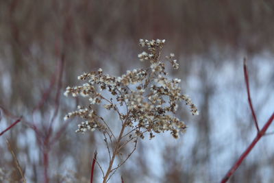 Low angle view of white flowering tree