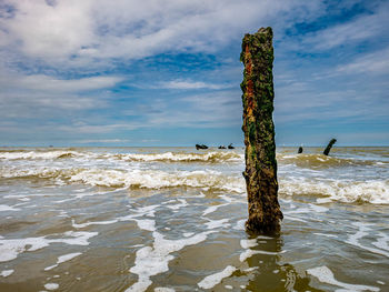 Seashell and algae covered pole of a ww ii shipwreck at a beach in northern france