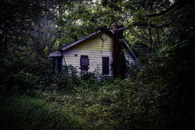 Abandoned house amidst trees in forest