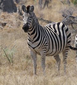 Zebras standing in a field