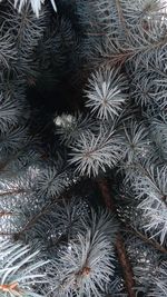 Full frame shot of leaves