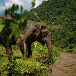 Elephant in a forest