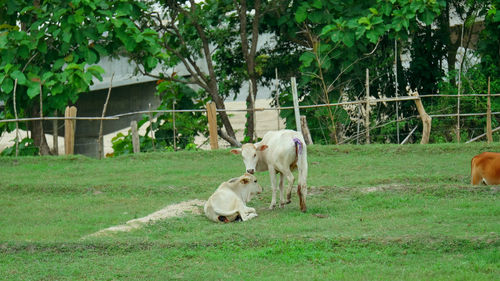 Horses in a field