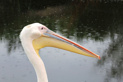 Close-up of duck in lake