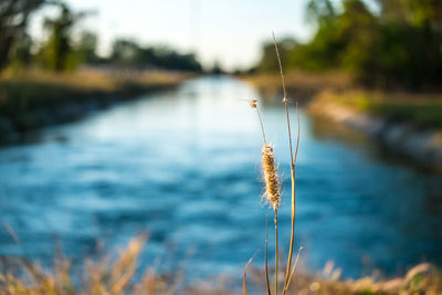 Close-up of fishing rod on land