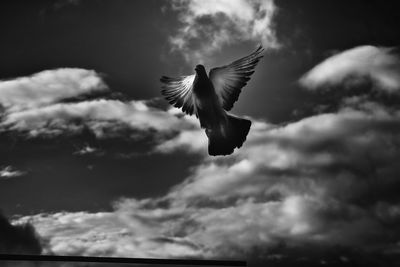 Low angle view of bird flying against cloudy sky