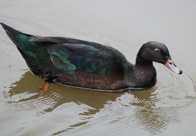 Close-up of duck swimming in lake