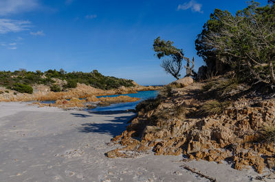 Trees growing on rocks by sea against sky