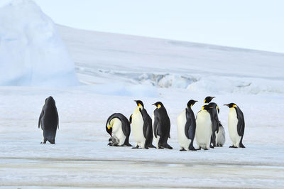 View of birds on snow covered land