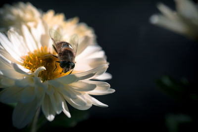 Close-up of bee on flower