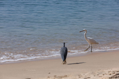 View of two birds on beach