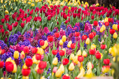 Close-up of colorful tulips