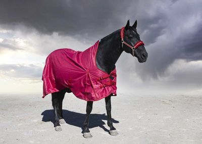 Rear view of man riding horse