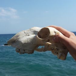 Cropped hand holding skull over sea against sky during sunny day